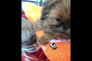 Baby Dogs,Cute funny dog cutest puppies,SuccessTrend your dog👇🏾   #cutestpuppies#cutedog#short