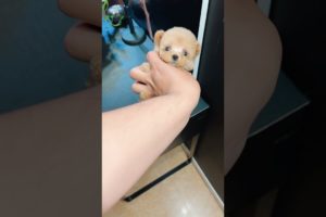 Cutest puppies 🥰 Dogs Are the Best🥰Cute Pomeranian