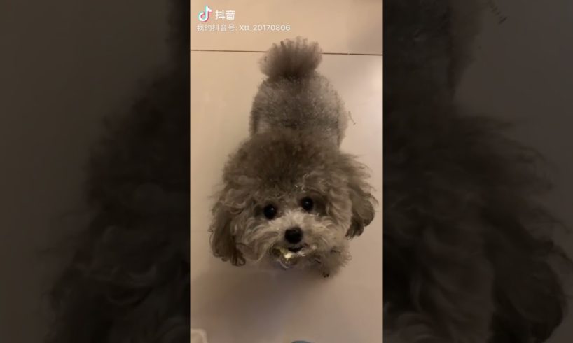 Cute Puppies Doing Funny Things, Cutest Puppies in Tiktok 2022 #Short2999