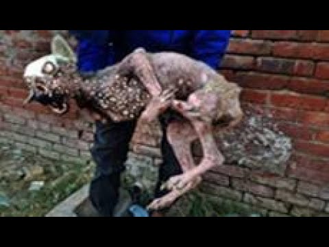 AGA!  Abandoned & Neglected dog is battling maggots and hunger! 犬からワームを取り除