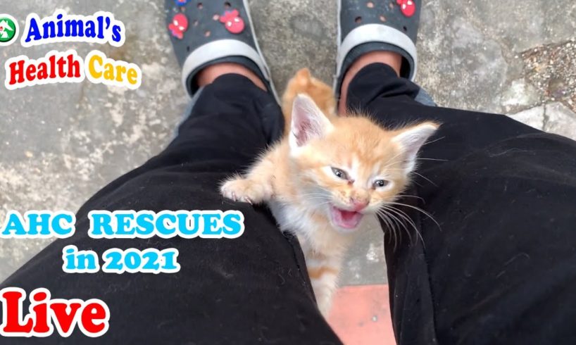 All Rescue in 2021 from AHC | Part 1 | Please make Donation to support our shelter in 2022