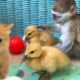 Babies monkey, kittens and ducklings play and take care of each other