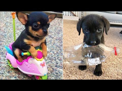 Baby Animals 🔴 30 Minutes of Funny Cats and Dogs Videos 2021 Perros y Gatos Recopilación #15