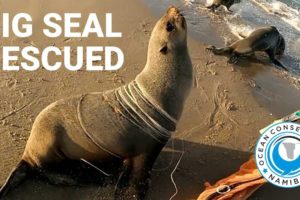 Big Seal RESCUED from 45 strands of fishing line