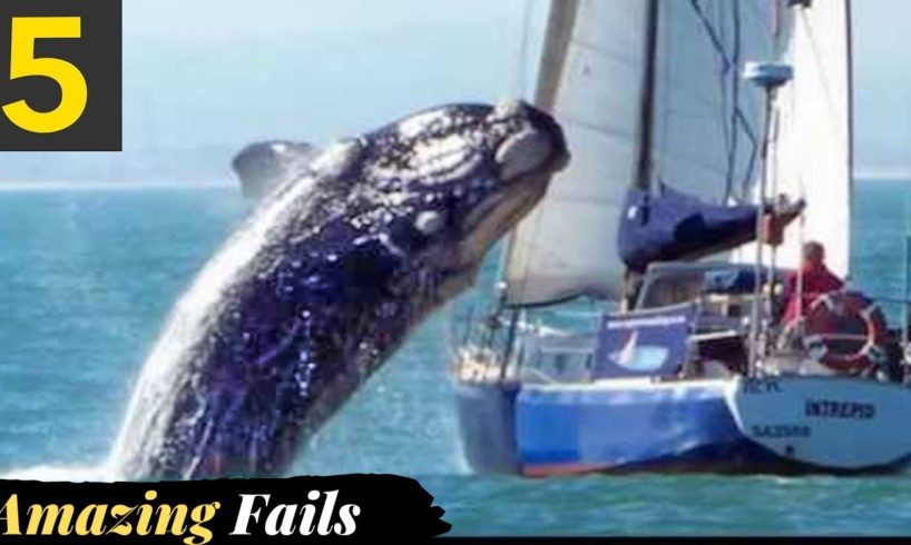 Big Whales Jumping Out of Water | Fails of The Week | In English In Urdu | Facts Forever