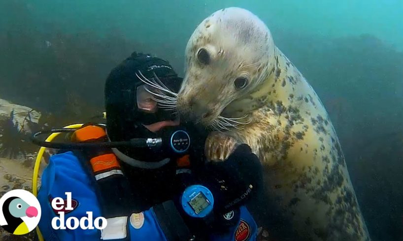 Buzo ha estado jugando con focas salvajes durante 20 años | El Dodo