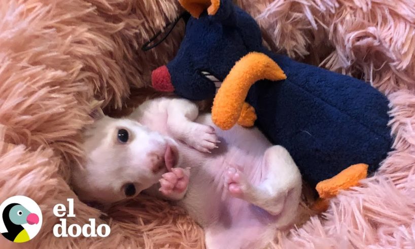 Cachorro prematuro le encanta gruñir a su juguete favorito | El Dodo