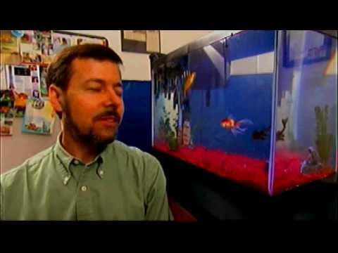 Comet the World's Smartest Goldfish on Animals At Work