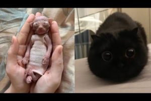 Compilation of the cutest versions of baby animals-cats and dogs-5 #cats #cute #funny #animals