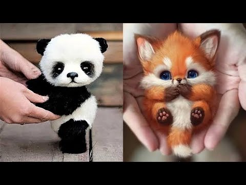 Cute Baby Animal Videos Compilation - Funny Baby Animals Fun Fact Baby Animals for Kids Cutest Pets