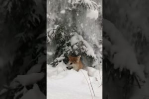 Cute Dog playing with snow ❄️ 🐶 | #Short #Dog #Snow | animals lover video