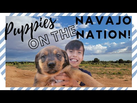 Cutest Puppies on the Navajo Nation! + Navajo Nation views!