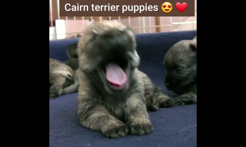 Cutest puppies 😍 💖 | cairn terrier puppies 😍