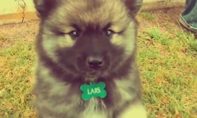 Cutest puppy ever – 8-week old Keeshond