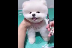 Dog’s love Status Video Cute pomeranian Grooming Status Video Cute puppy video for Whatsapp Status