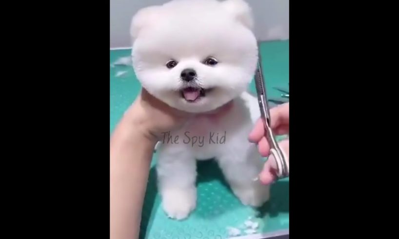 Dog’s love Status Video Cute pomeranian Grooming Status Video Cute puppy video for Whatsapp Status