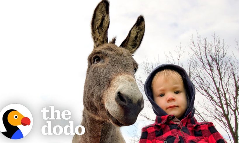 Donkey Can't Stop Following His New Human Brother Around | The Dodo Soulmates