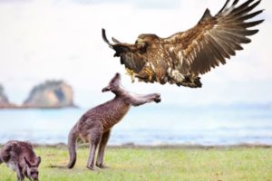 Eagle Attacks Kangaroo To The Last Breath- Wild Animal Fights