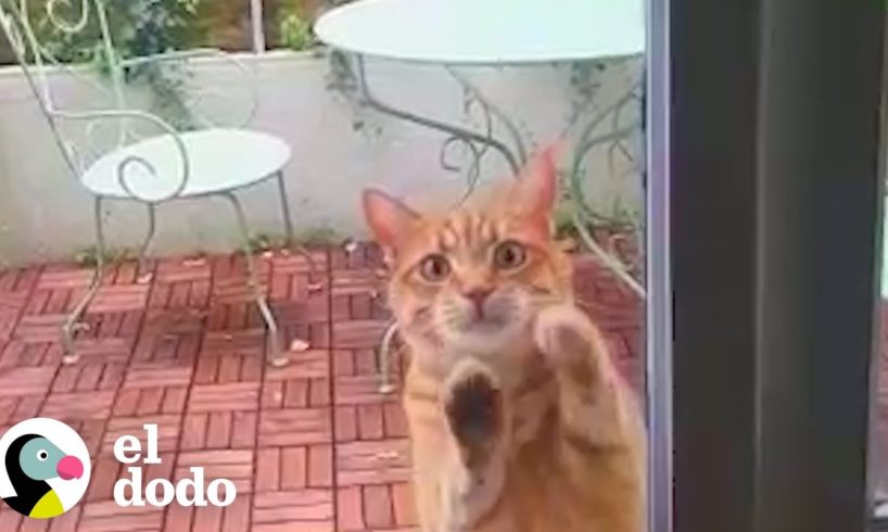 El gato de un vecino rasca la puerta de una pareja todos los días pidiendo entrar | El Dodo