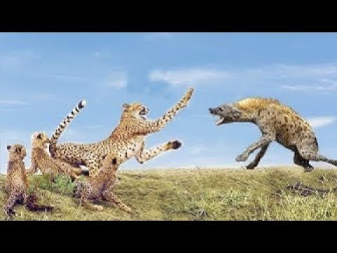 Emotional moments! Mother animal rescues baby from enemy hunting   Cheetah vs Hyena, Giraffe vs Lion