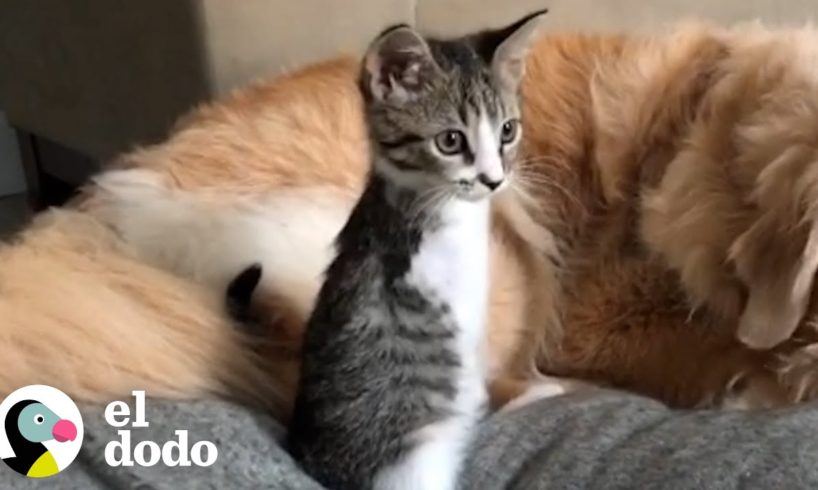 Este pequeño gatito crece corriendo por su casa como un T-Rex | El Dodo