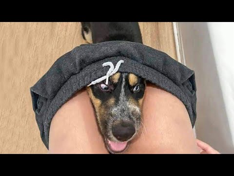 Funniest Dogs And Cats Ever 🐧 - Best Funny Animal Videos Of The 2021