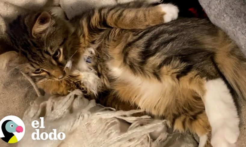 Gatito del tamaño de un teléfono cambia la opinión de este chico | Pequeño y Valiente | El Dodo