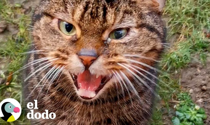 Gato callejero aparece en una casa y elige a su nueva mamá | Cat Crazy | El Dodo