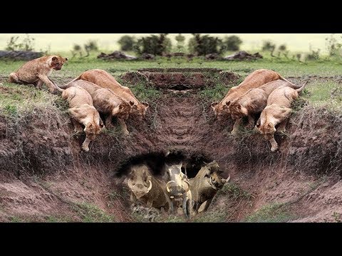 Harsh life of Wildlife 2018! Lion vs Warthog - Let's Explore the Animal Planet 2019