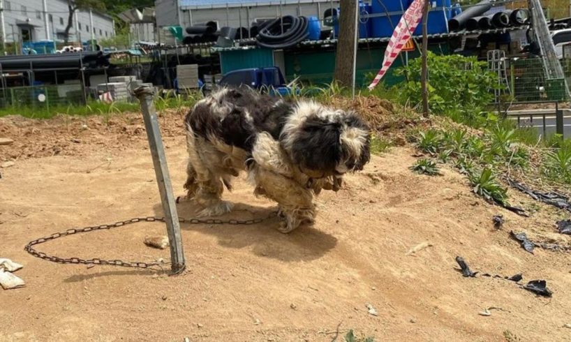 He was chained and neglected 10 years on the field, sleeping in cold and eating waste foods