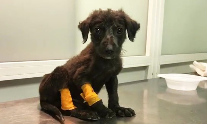 His owner didn't want to take care of a deformed puppy, so he left him in the landfills