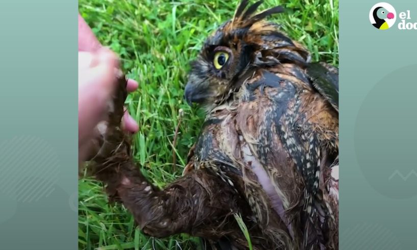 Hombre está tan emocionado de liberar al búho que rescató de regreso a la naturaleza | El Dodo