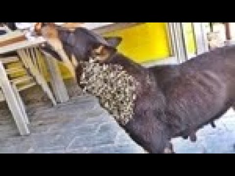 Homeless Stray Dog Rescued From Mangoworms & Parasites! RESCATE ANIMALES 2021 猫からワームを取り除く