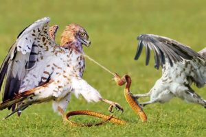 How Do Hawks Hunt A Giant Snakes ? Wild Animal Fights