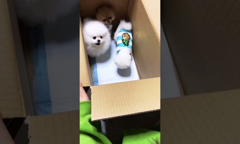 Inside this box are the cutest puppies in the world! #shorts