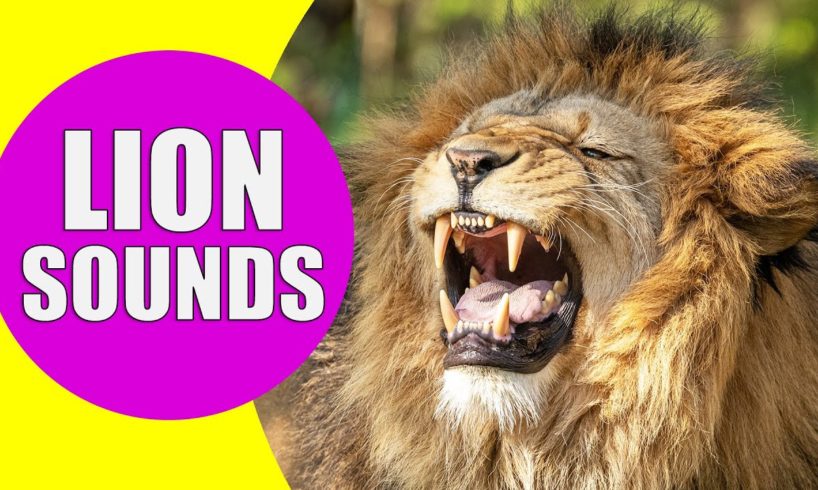 LION SOUNDS | Learn Animals with Kiddopedia #Shorts