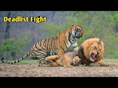 Lion vs Tiger | tiger vs lion | 1 tiger vs 3 lion #animals #fight #shorts