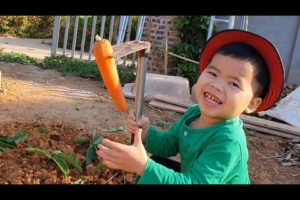 Loc cute finds carrots to feed cute bunnies animals home