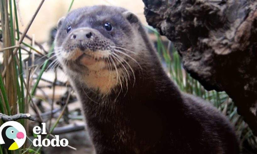 Mira a esta nutria bebé peluda nadar por primera vez | Pequeño y Valiente | El Dodo