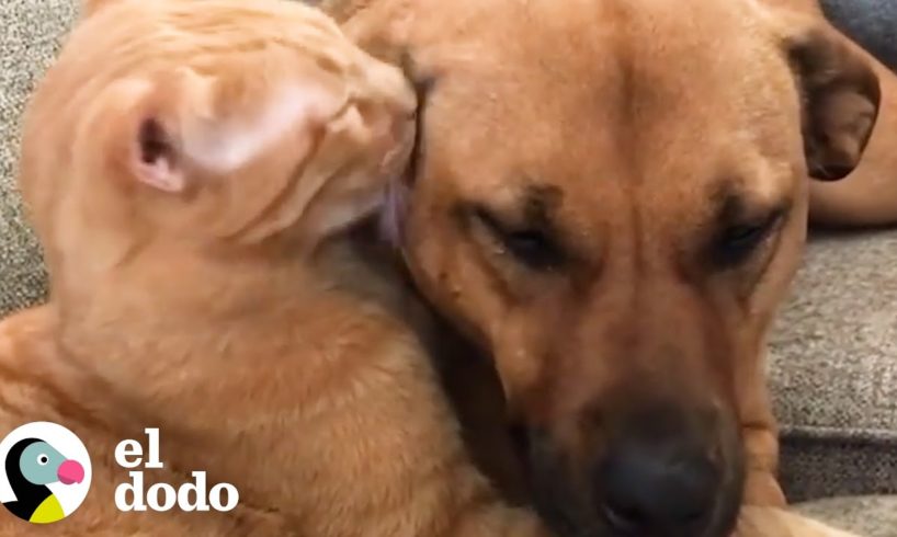 Mira cómo este perro y este gato comienzan a luchar entre ellos | Parejas Disparejas | El Dodo