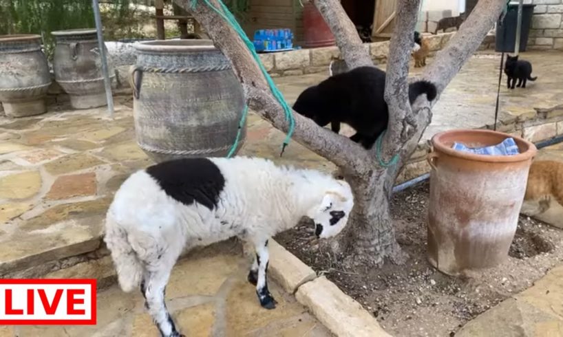 Moses is growing up so fast 😍 and the cats are so beautiful!  - Takis Shelter