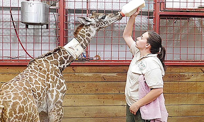 🦒 Newborn Giraffe Was Given Plasma After Problems Nursing ☀️ Life Comedy