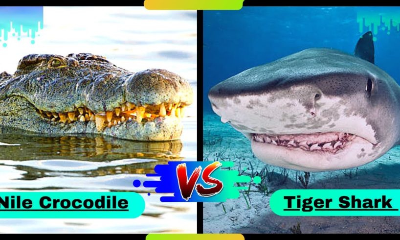 Nile Crocodile vs Tiger Shark in Hindi|#crocodile #shark |Aggressive animal fights |who would win?🤔.