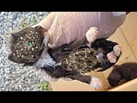 OH NO!!! NEWBORN KITTEN Battling 1 0 0 0  + Maggot (Mangoworm) Removing from Cat!!