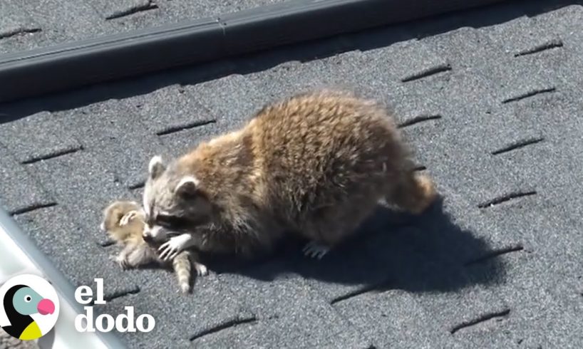 Pequeño mapache bebé atrapado en la pared I El Dodo