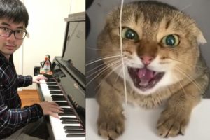 Piano Duet with an Angry Cat Singing a Fiery Tune