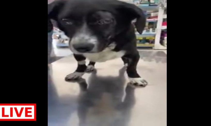 Poor dog … After the car accident he is still at the vet , he lost his eye  - Takis Shelter