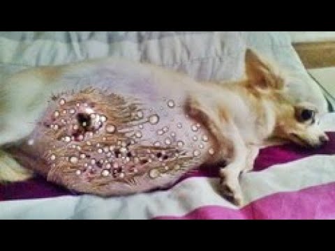 Pregnant Mother dog in ρaiո / Maggots removing ✨ 망고벌레  | マンゴーワーム