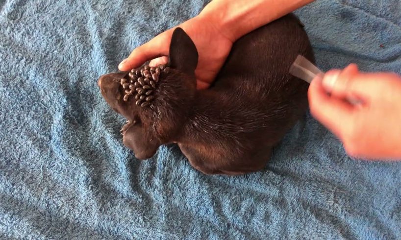 Removing Monster Ticks From Helpless Dog #9