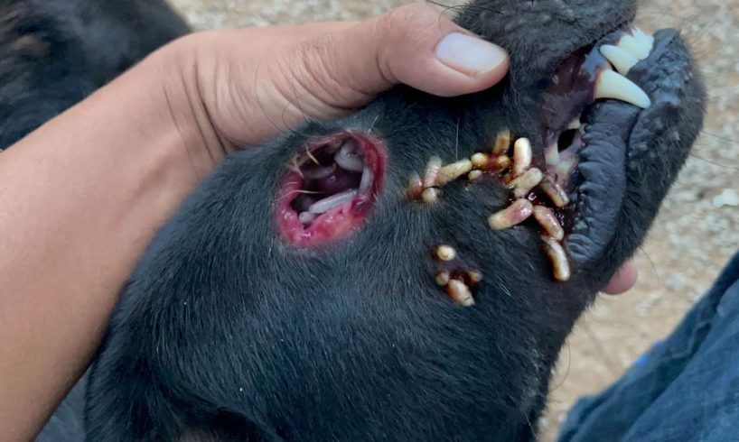 Rescue Lazy Dog Remove Mangoworms - Animal Rescue Videos